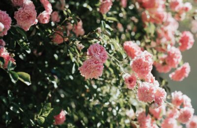 LA CURA DELLE ROSE IN INVERNO